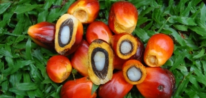 Fruit of the oil palm