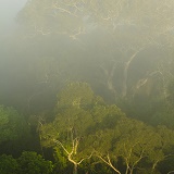 forests teaser image