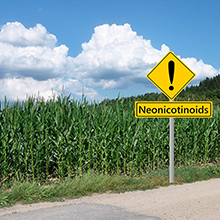 Image of a corn field and a warning sign that says Neonicotinoids 