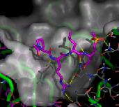 inhibitor in the proteasome