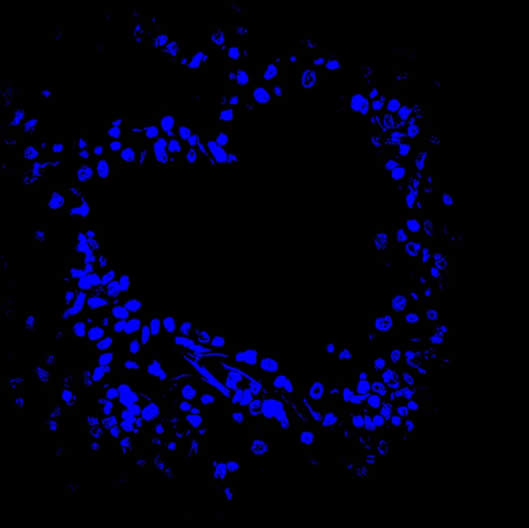 DAPI staining of cells in a heart-shaped airway in the lung, captured by postdoctoral fellow Isabel Diebold