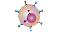 Phospho Flow