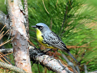 Kirtland's warbler