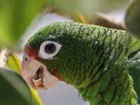 Puerto Rican parrot. Credit: Tom MacKenzie/USFWS