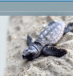 Loggerhead sea turtle hatchling