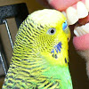 Disco the Parakeet