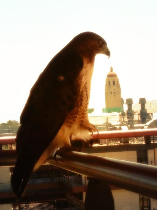 Red Shoulder Hawk has a great view from the LKSC 4th Floor Balcony