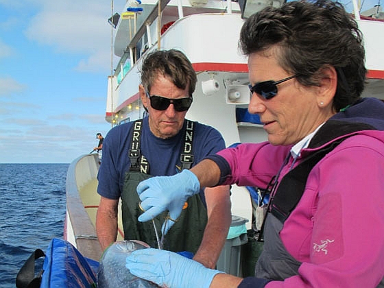 Stanford scientists help discover Pacific bluefin tunas' favorite feeding spots