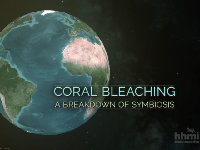 Coral Bleaching Video