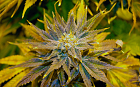 A female cannabis plant