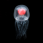 Can a Jellyfish Unlock the Secret of Immortality?