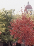 Libraries' Thanksgiving Hours. Hoover Tower and trees with fall colors.