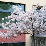 Library entrance in Spring