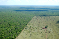 Tropical forests felled for farmland