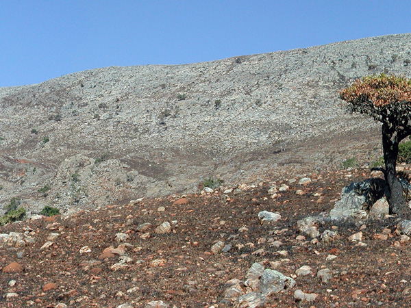 Buck Reef Chert: The outcrop that provided samples for this study.