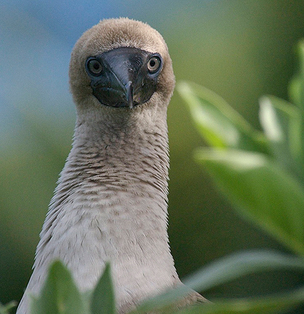 Seabirds like the booby spread nutrients to land ecosystems.