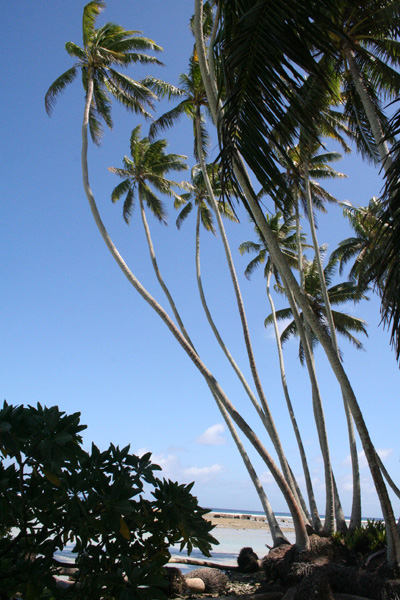 Seabirds are shunning coconut palms as nesting sites, sending a ripple through island ecosystems.