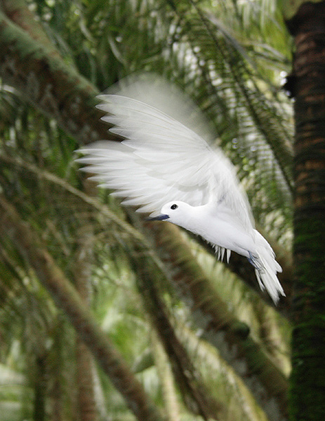 A variety of seabirds, including terns, prefer to nest in the native trees.