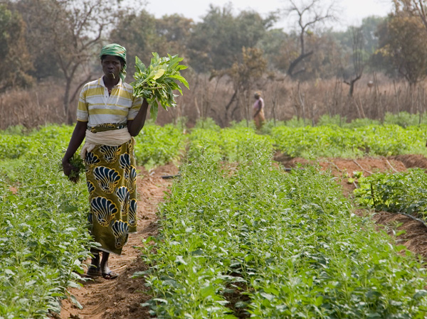 The crops on this small farm in rural Benin are watered by a solar-powered drip irrigation system.