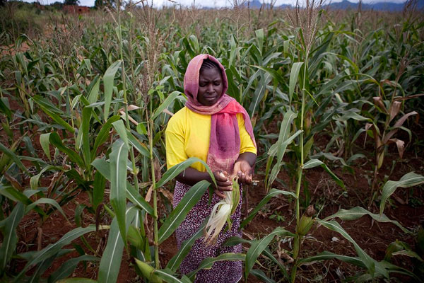 Sharifa Idd Mumbi in her maize field in Morogoro, Tanzania. 