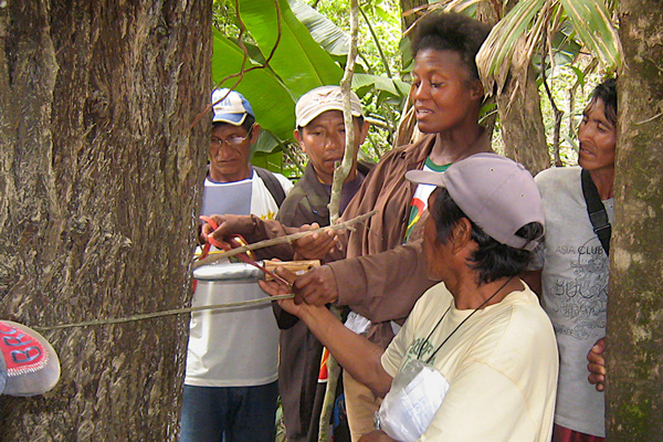 Wapichana field researchers measure trees