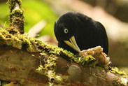 Photo of a Yellow-billed Cacique
