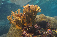 Photo of coral 