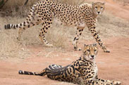 Photo of Cheetas: Credit: Courtesy of the Ann van Dyk Cheetah Preserve