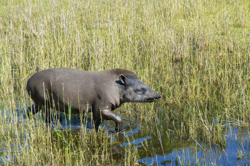 tapir walking through a marshy area