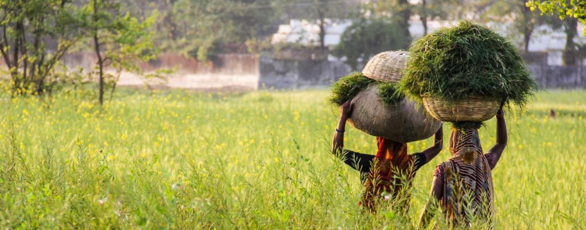 Two Indian women balance full baskets of hay on their head as they walk home.