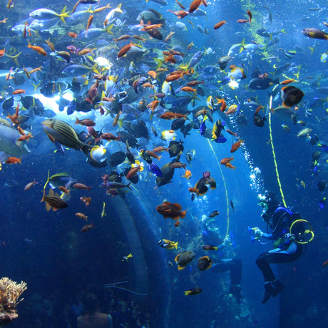 Photo of a diver in the Academy's Philippine Coral Reef exhibit 