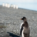 penguin in antartica