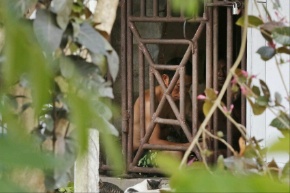 Date: 11/22/2014 Description: Thai and Burmese fishing boat workers sit behind bars inside a cell at the compound of a fishing company in Benjina, Indonesia. © AP Image