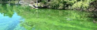 algae bloom