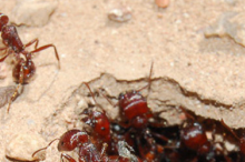 Photo of ants.