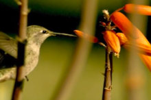 Screenshot of hummingbird flight.