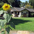 Pepper Tree After School Program House with sunflower in foreground