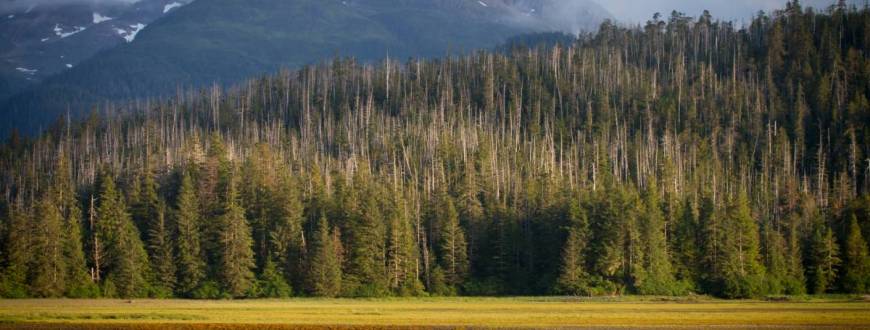 Yellow Cedar in Alaska