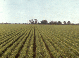 Field rows