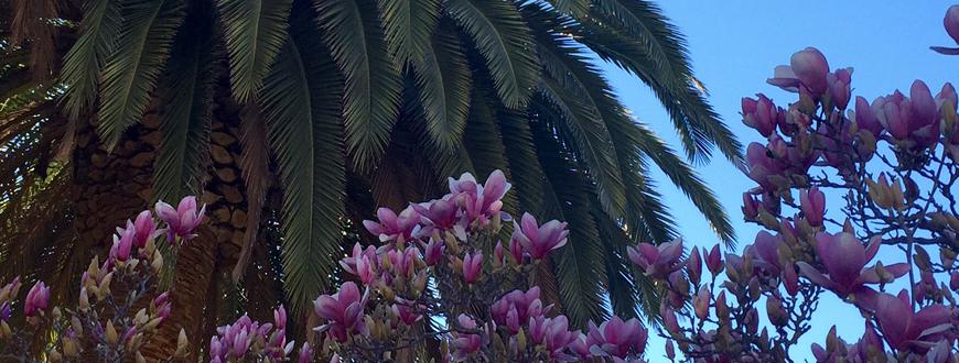 Image of a Palm Tree and a Magnolia Tree