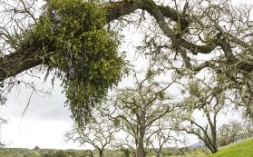 A large mistletoe on a limb of Valley oak, and some on distant trees, most noticeable before trees have leafed out