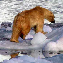 Environmental Science, Technology and Policy (Polar bear photo by Alastair Rae, Wikimedia Commons.)