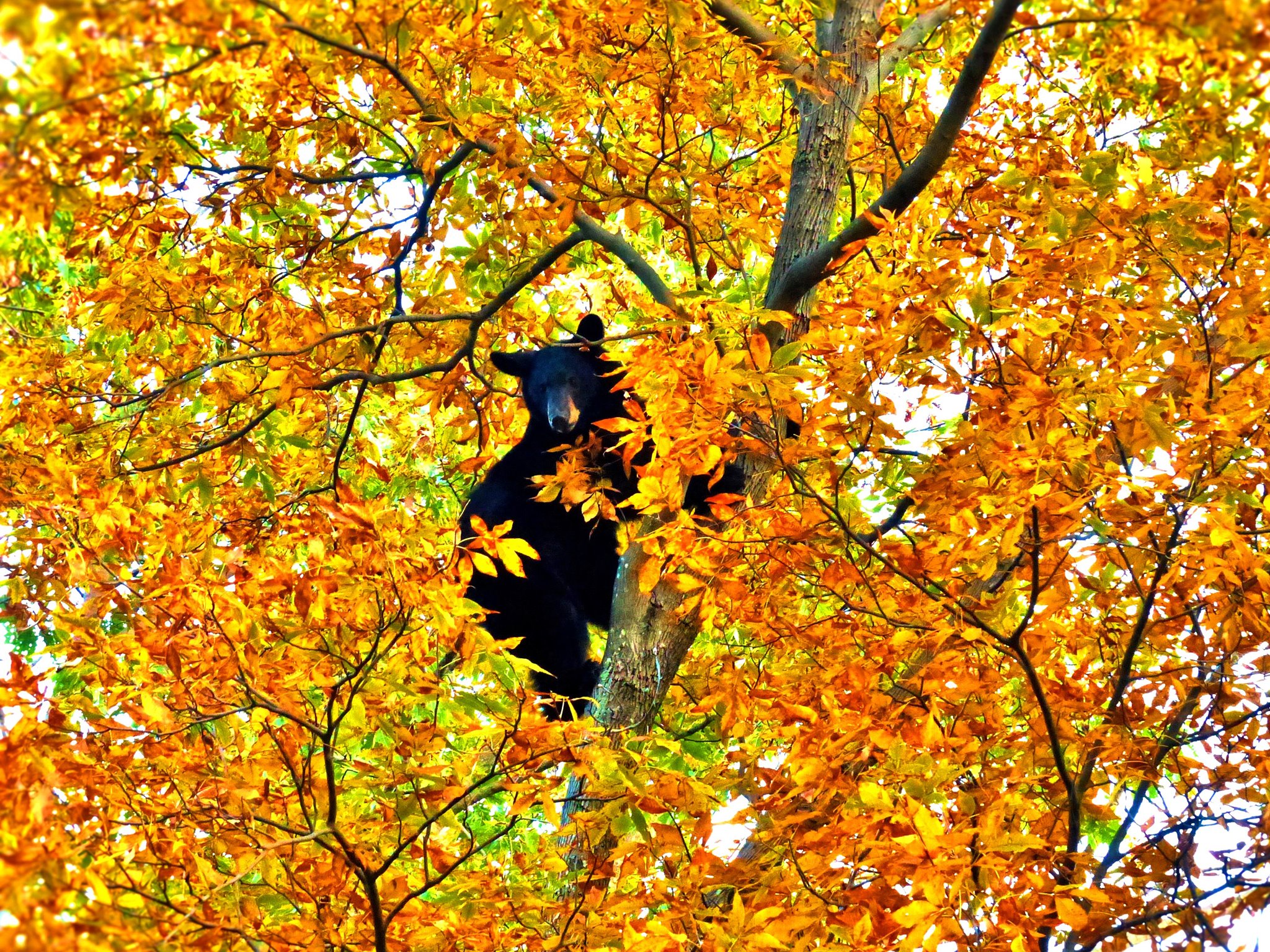 a black bear in an orange and yellow colored tree looking for a snack. 