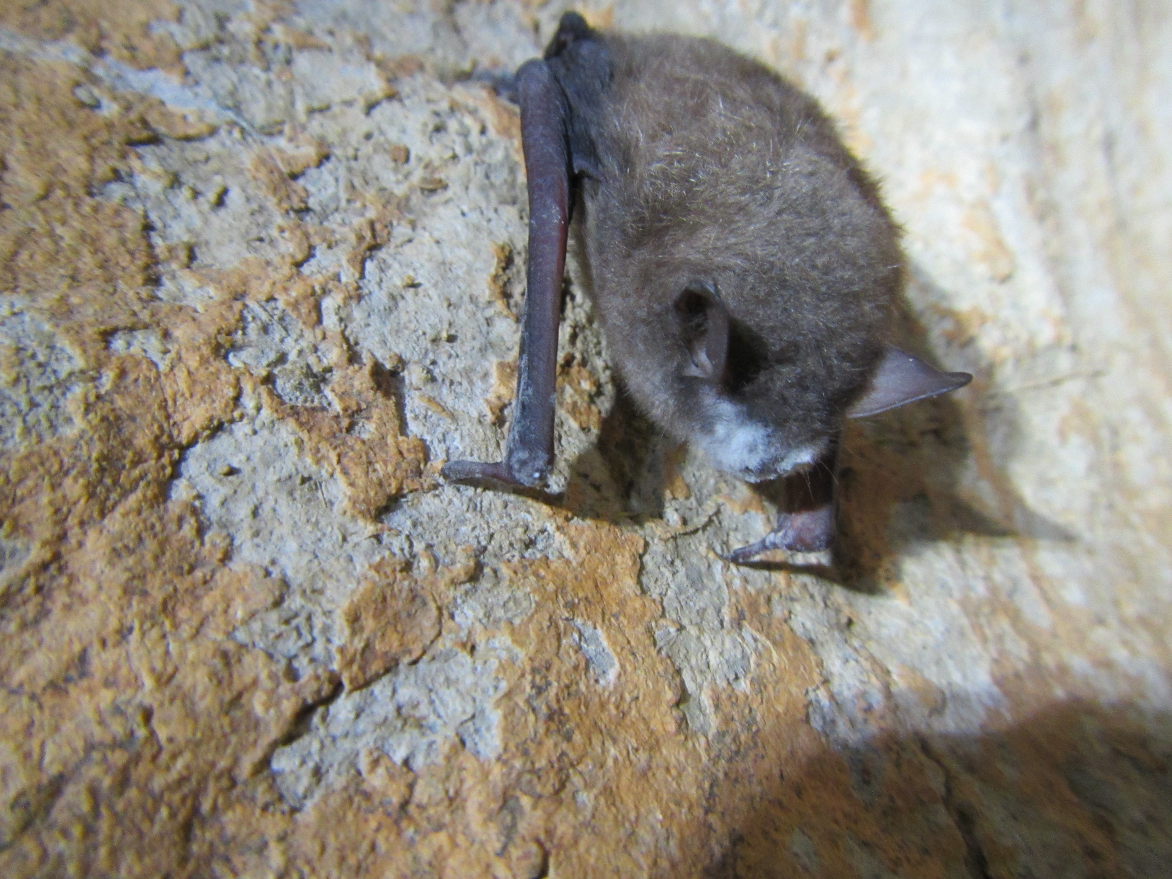 A southeastern bat with white-nose syndrome . Photo by Dottie Brown.