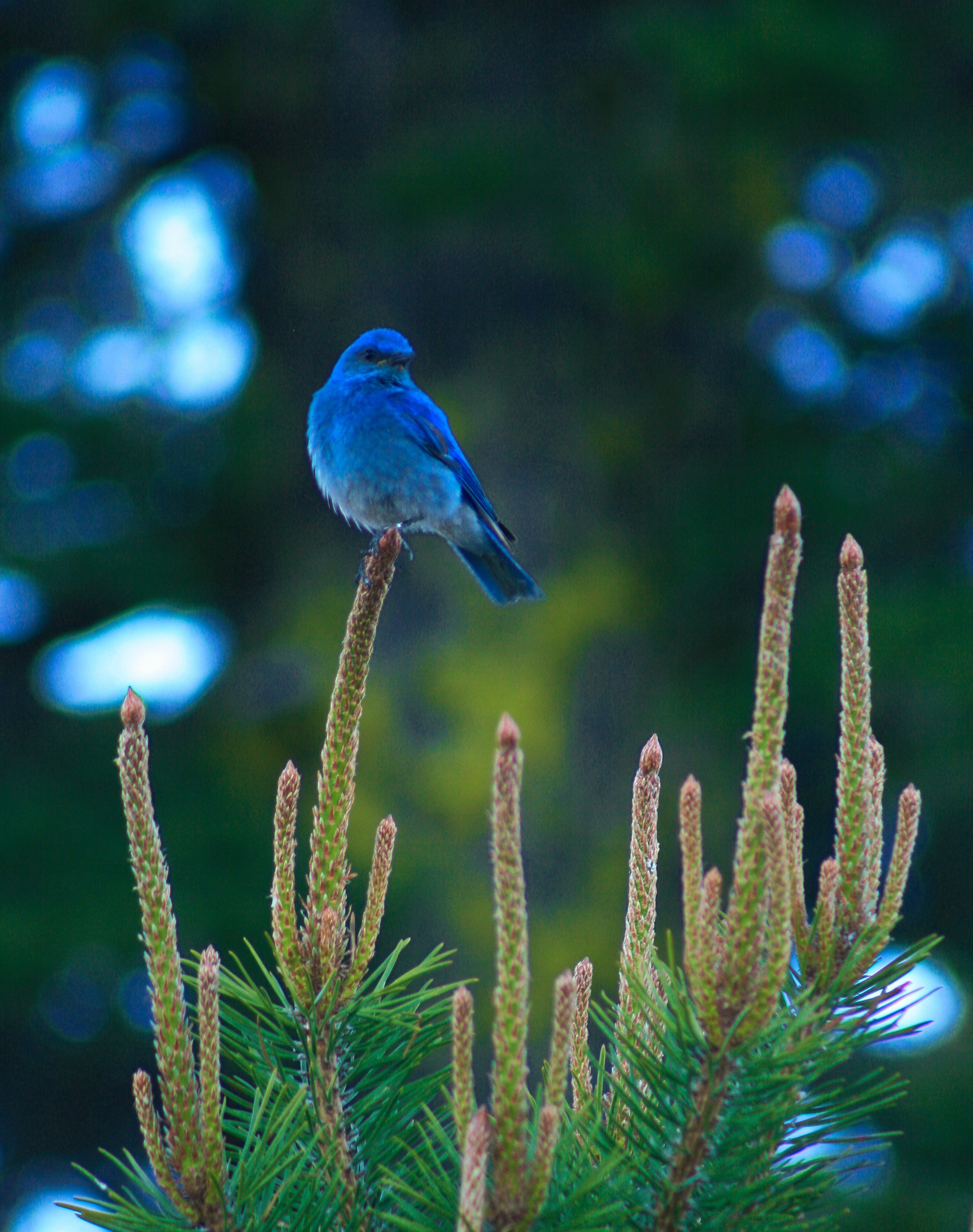 a bright blue bird sits on a long pointy branch that is attached to a green pine tree. 