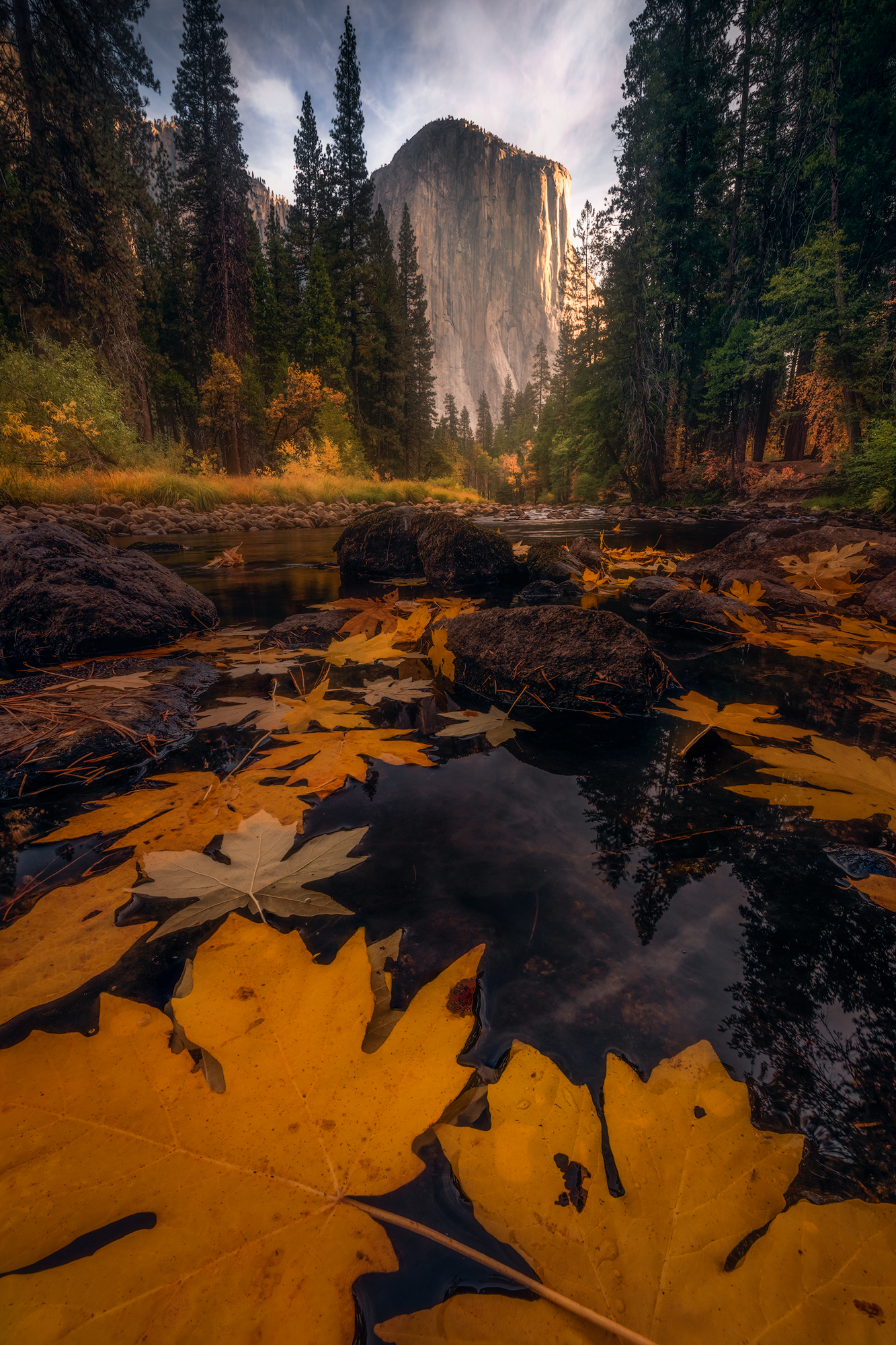 A large vertical rock formation, El Capitan, towers between tall green trees and a river containing rocks and fall-colored leaves. 