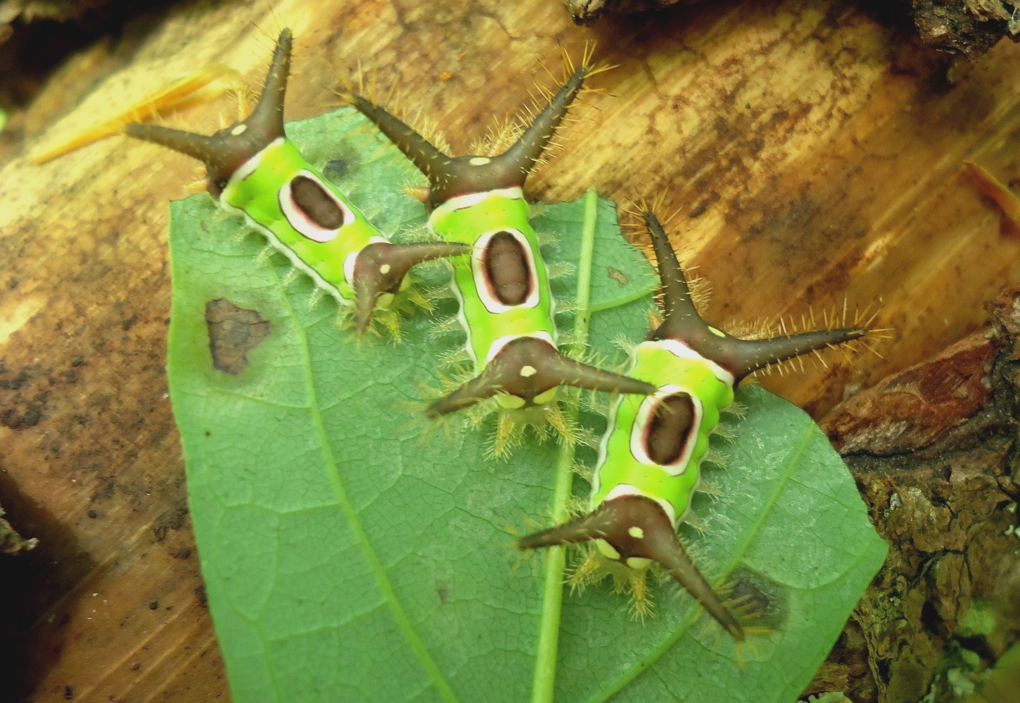 Three lime green caterpillars covered in bristles on a leaf. 