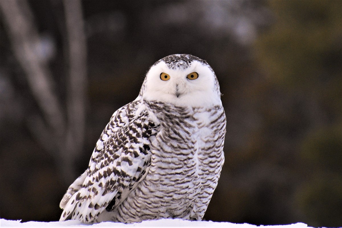 a white and brown owl, a snowy owl, sits on a tree branch that is covered in snow. 