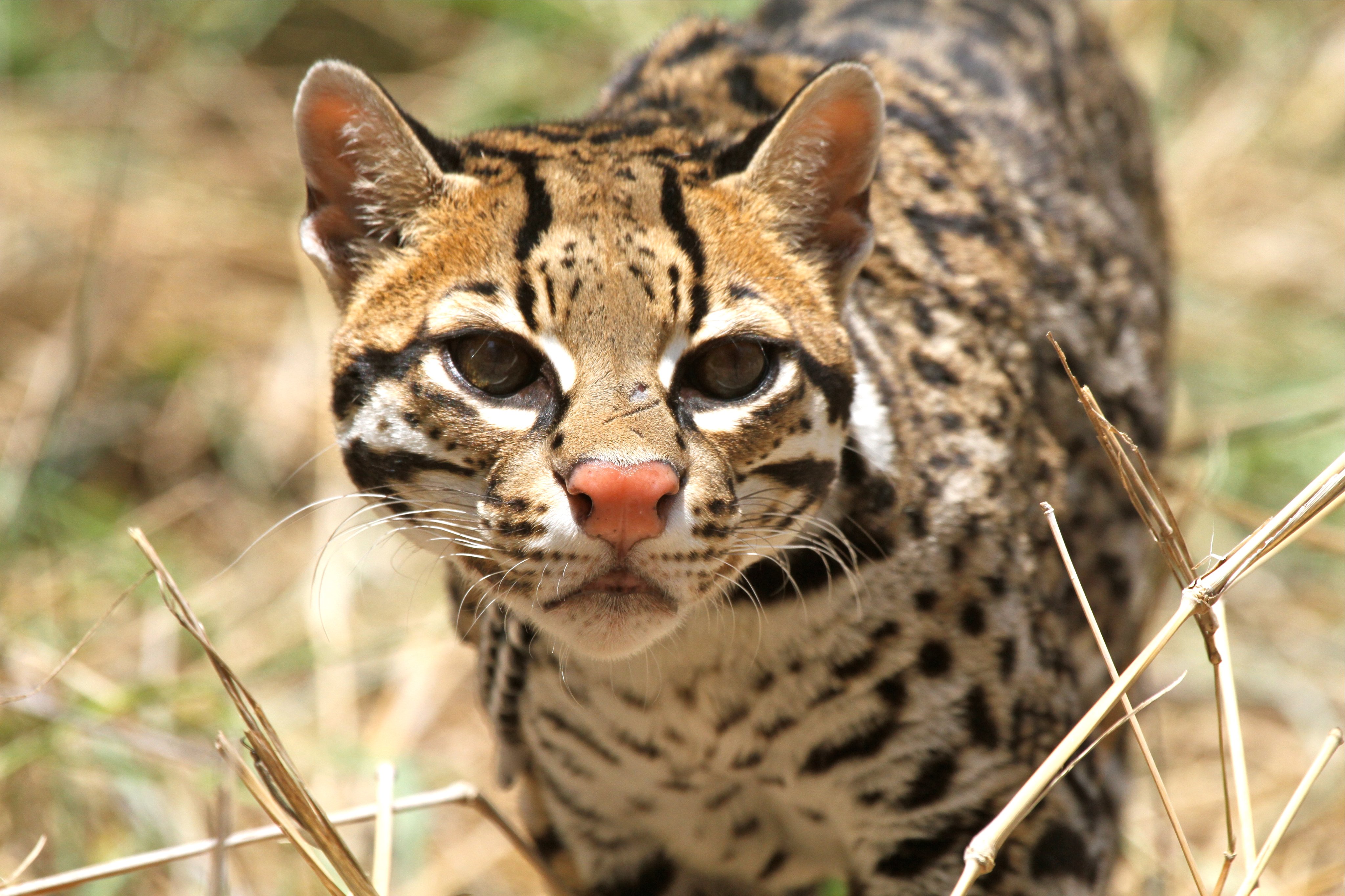 A wild cat, or ocelot, with speckles and dotted fur, stares ahead as it walks through the grass 