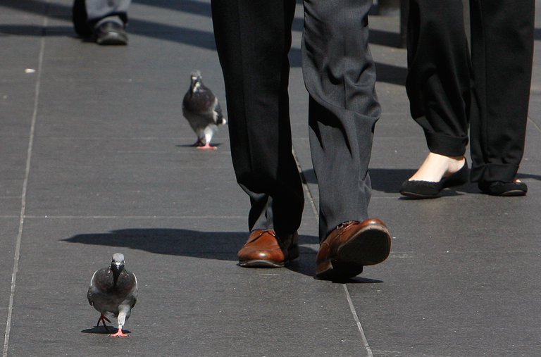 Pigeons walk side by side with pedestrians along Sixth Avenue near Radio City Music Hall at lunchtime, New York. September 2010.